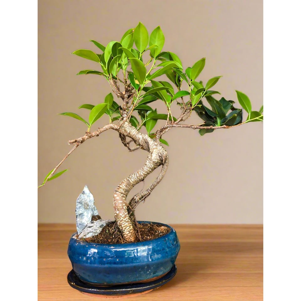 Ficus Bonsai with a Rock Scene - Medium Large