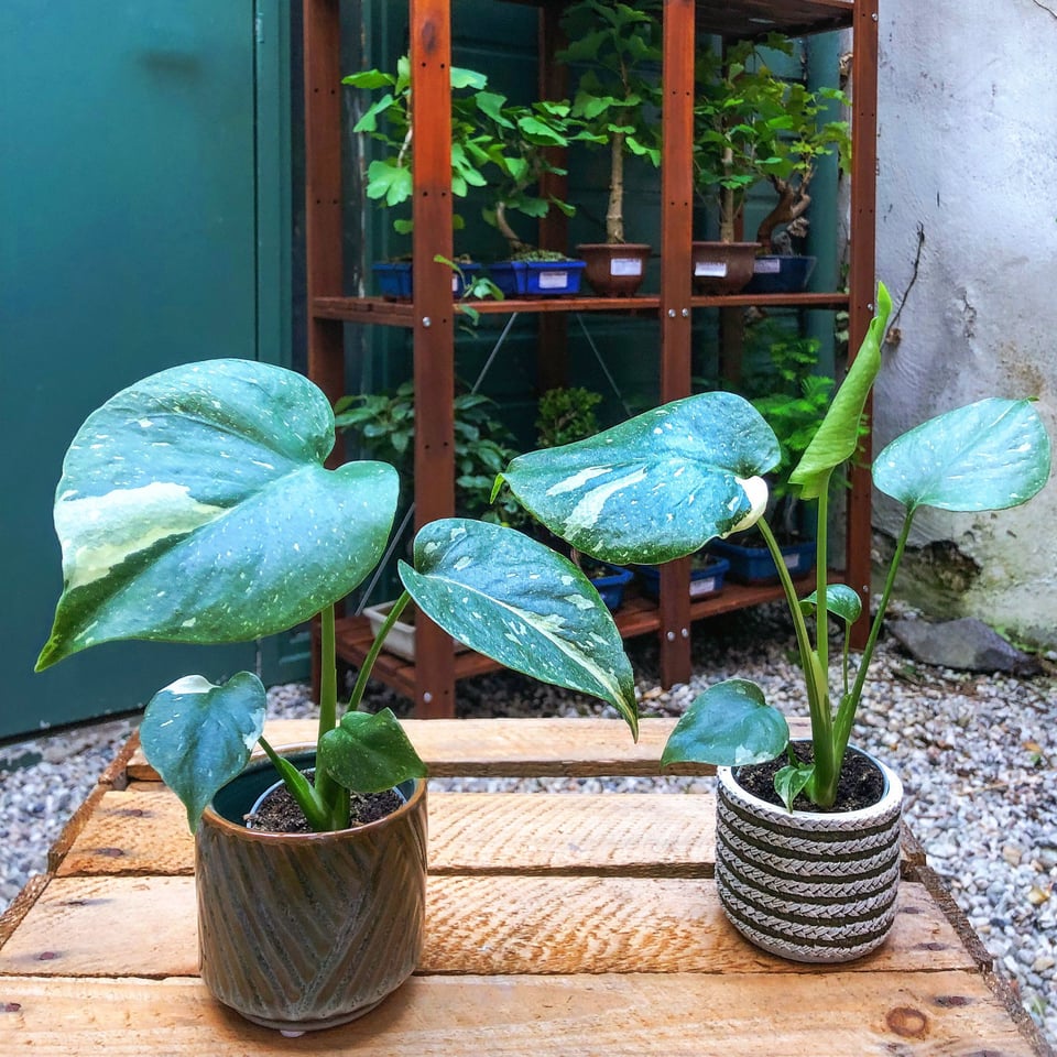 Monstera Thai Constallation