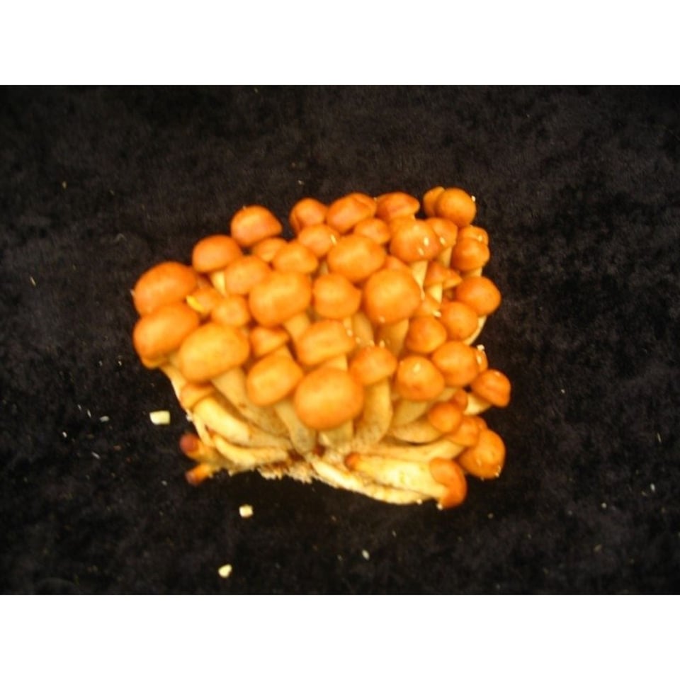 Nameco - Bio 100 Gram
