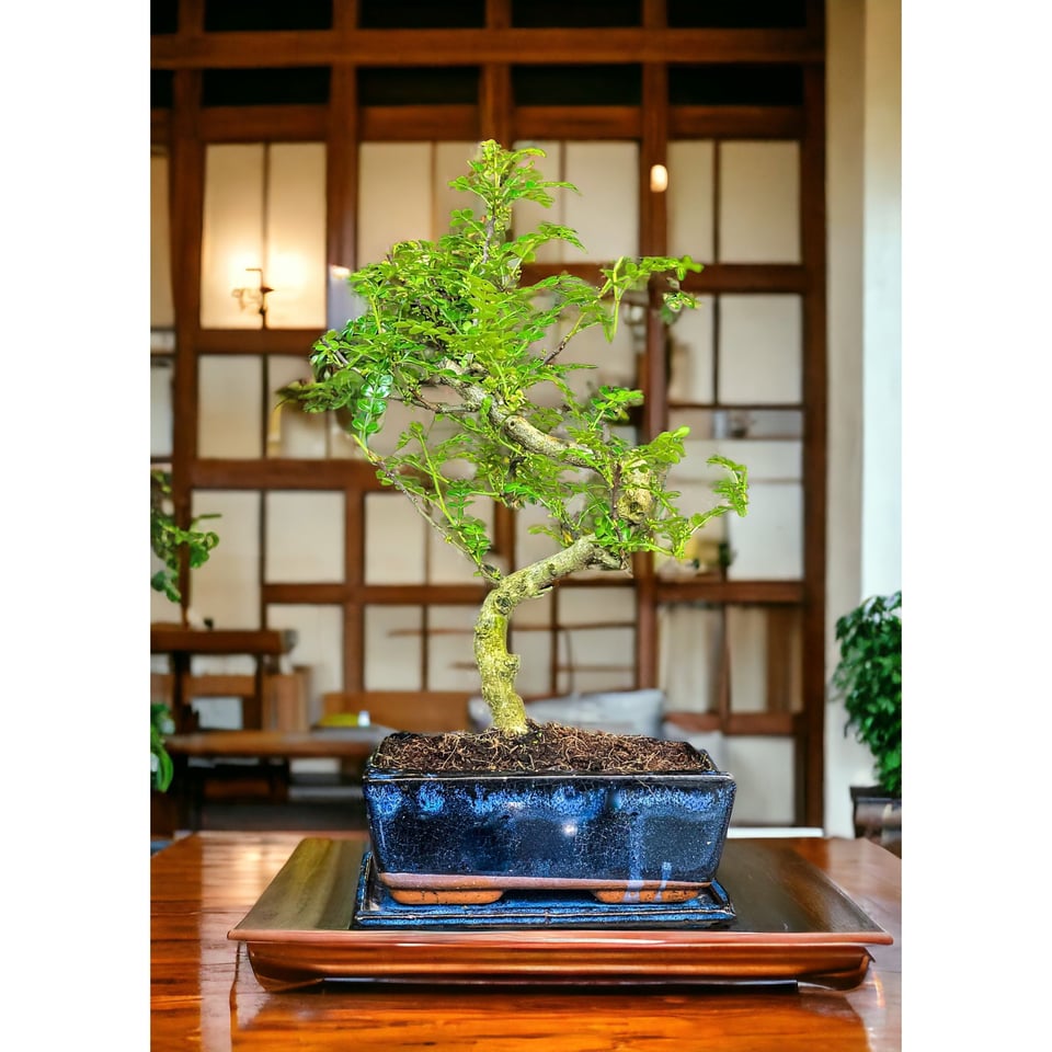 Chinese Pepper Tree  Moyogi Style (S-shaped, Informal Upright Style)