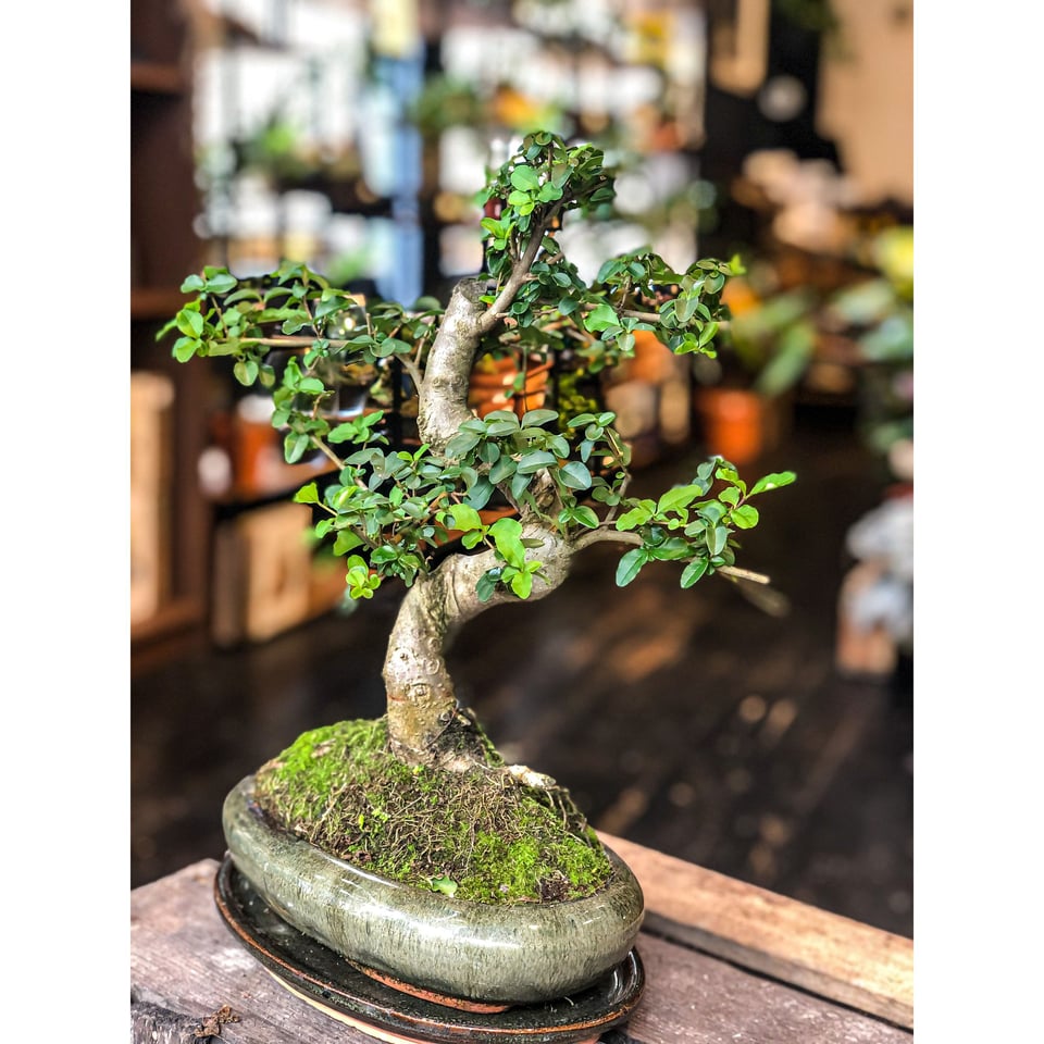 Ligustrum Bonsai (L)  Moyogi Style (S-shaped)