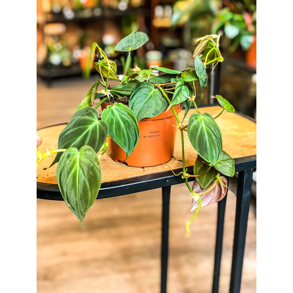 Philodendron Scandens