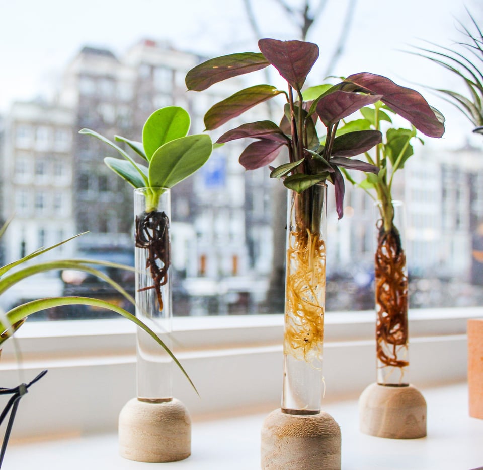 Hydroponics Glowing Tube - LS Series - 03 Syngonium | Peddler