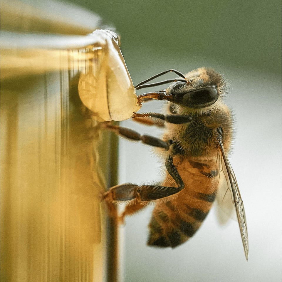 Propolis Pakket