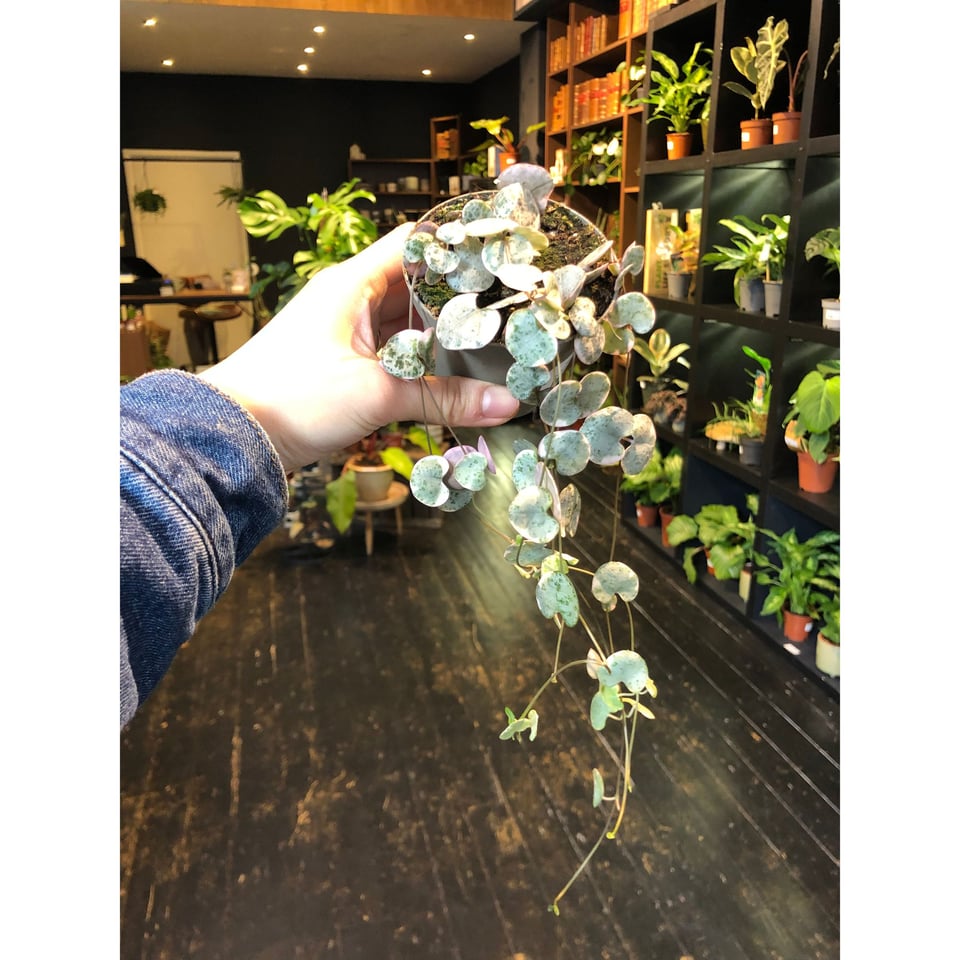 String of Hearts (Ceropegia Woodii)