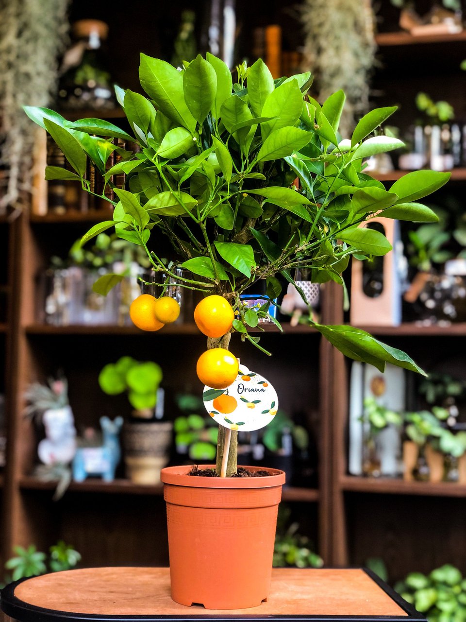 Orange Tree - Citrus Calamondin