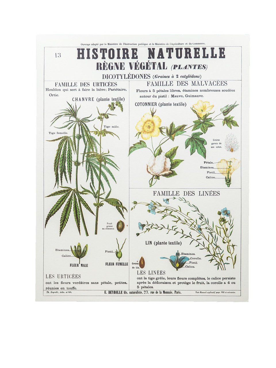 Botanical Hemp Prints  L