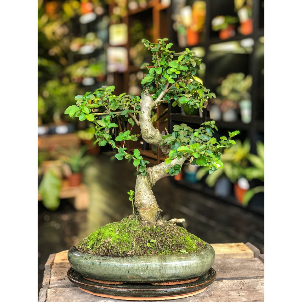 Ligustrum Bonsai (L)  Moyogi Style (S-shaped)