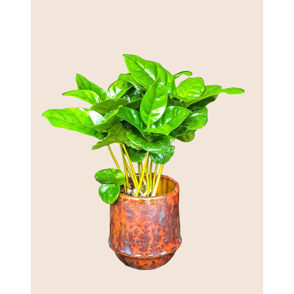 Coffee Plant (Coffee Arabica)