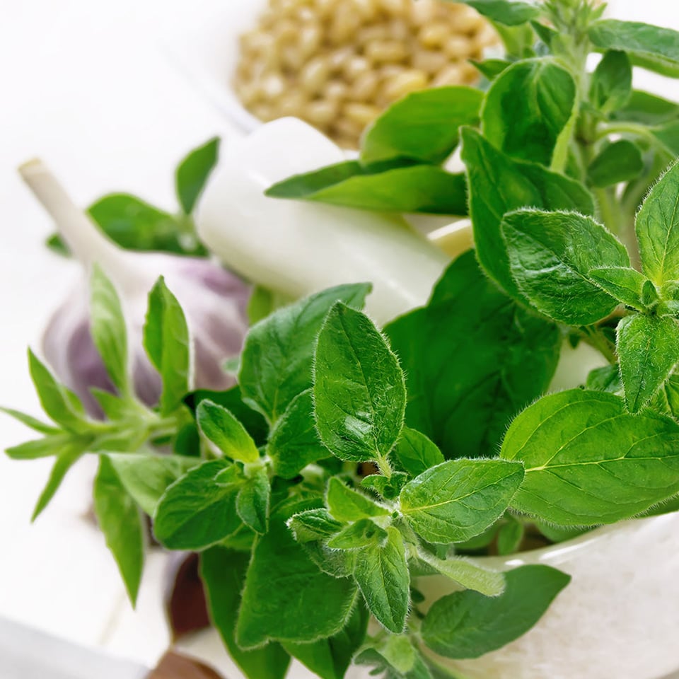 Oregano Leaves Greek Organic