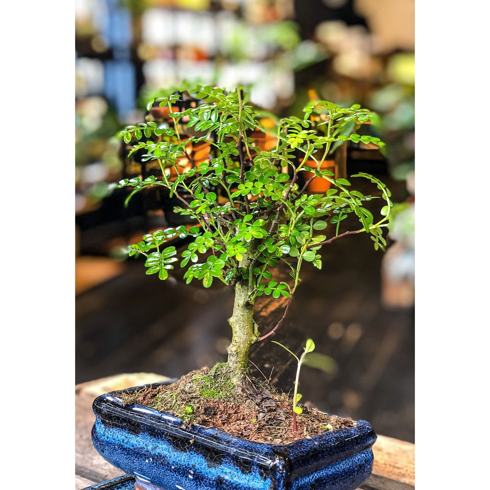 Chinese Pepper Tree  Chokkan Style (Formal upright style)