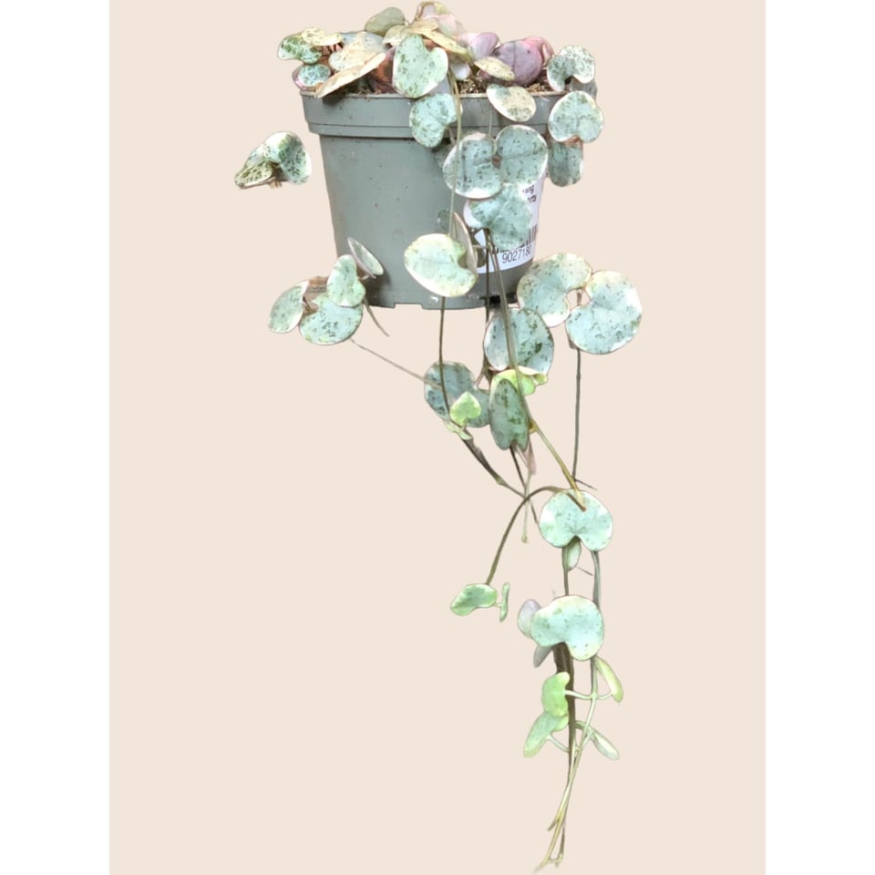 String of Hearts (Ceropegia Woodii)