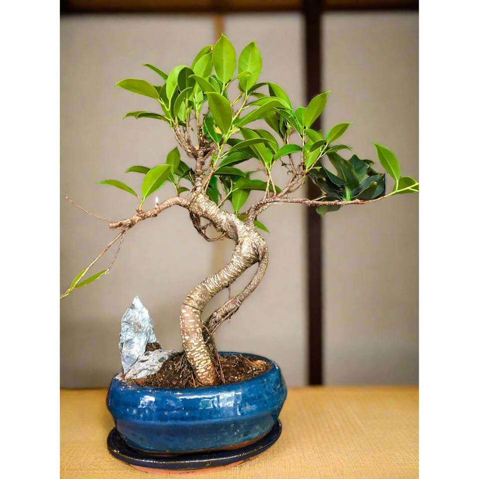 Ficus Bonsai with a Rock Scene - Medium Large