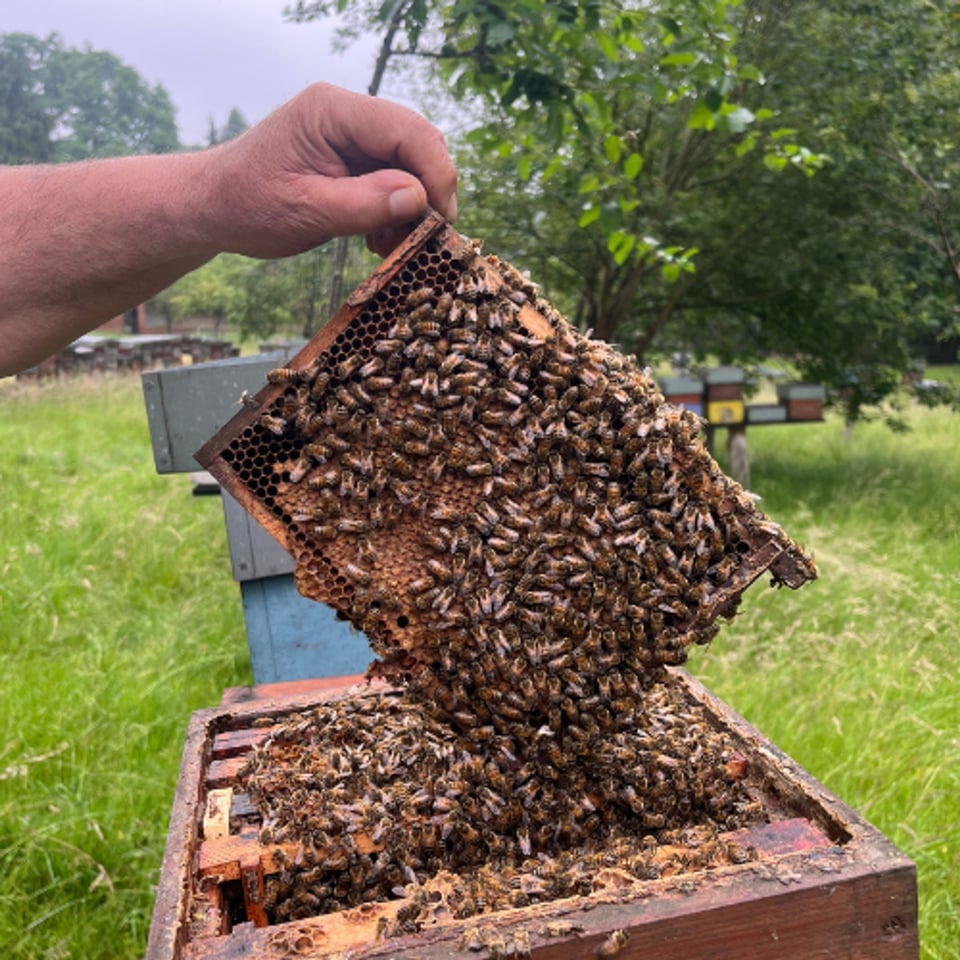 Honing met Kurkuma, citroen en zwarte peper 250g Honingwinkel