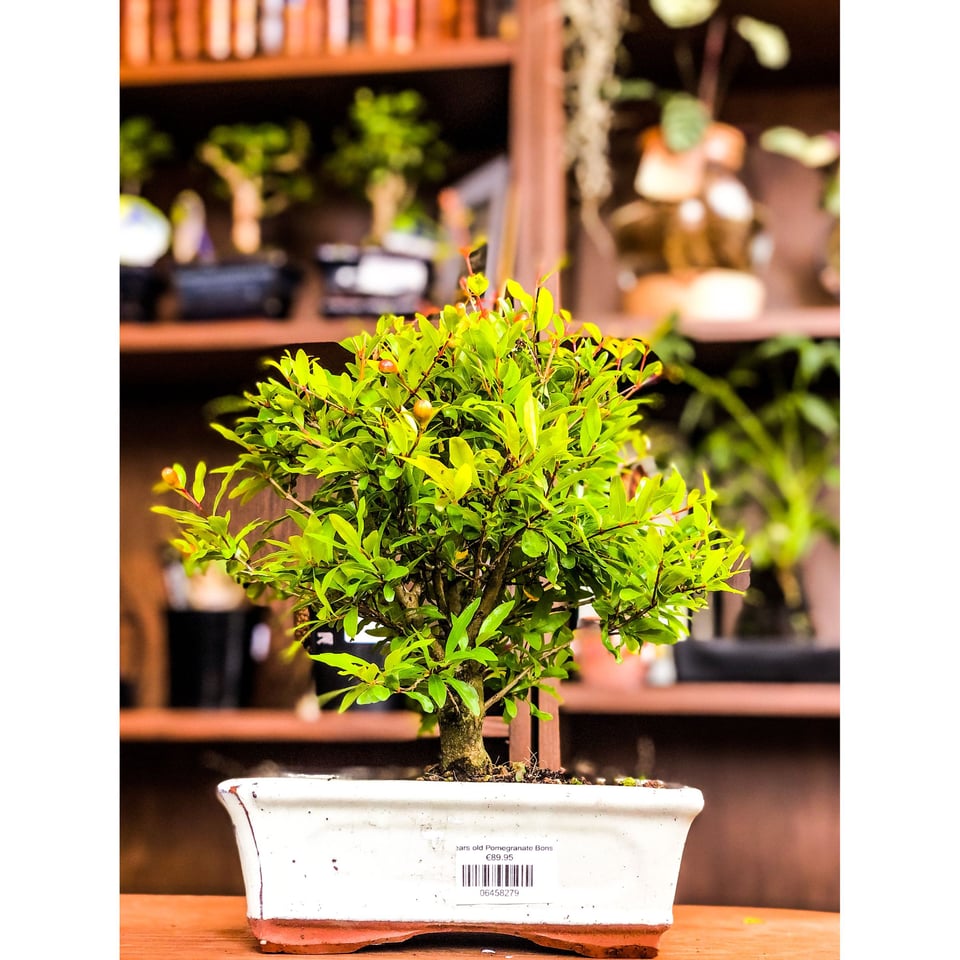 Pomegranate Bonsai - 12, 9 & 7 years old