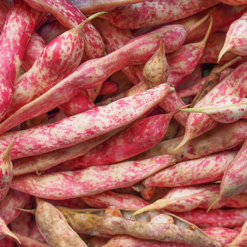 Borlotti-Pinto Beans Organic