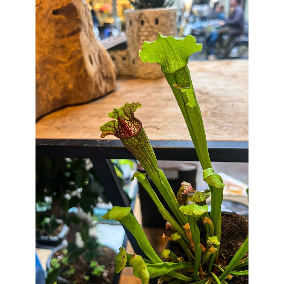 Carnivorous Plants - Trumpet pitchers  Sarracenia