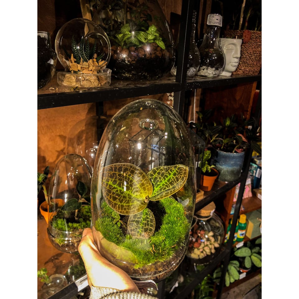 Jewel Orchid (Macodes Lowii) Terrarium