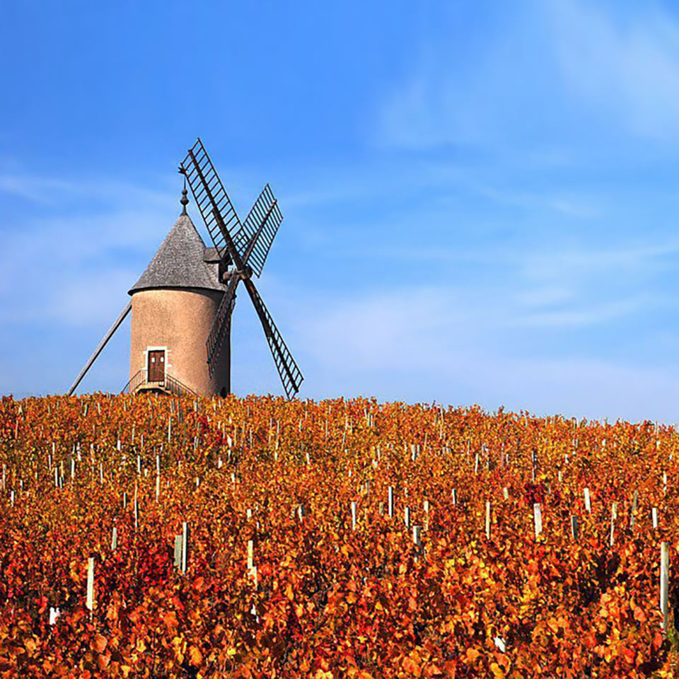 Laura Lardy - Moulin À Vent Le Mont