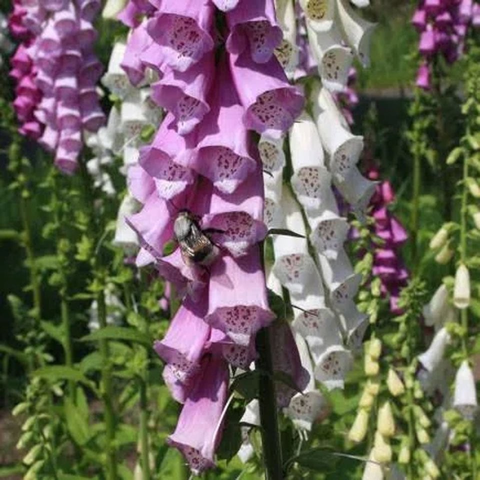 Vingerhoedskruid, Gewoon - Digitalis Purpurea