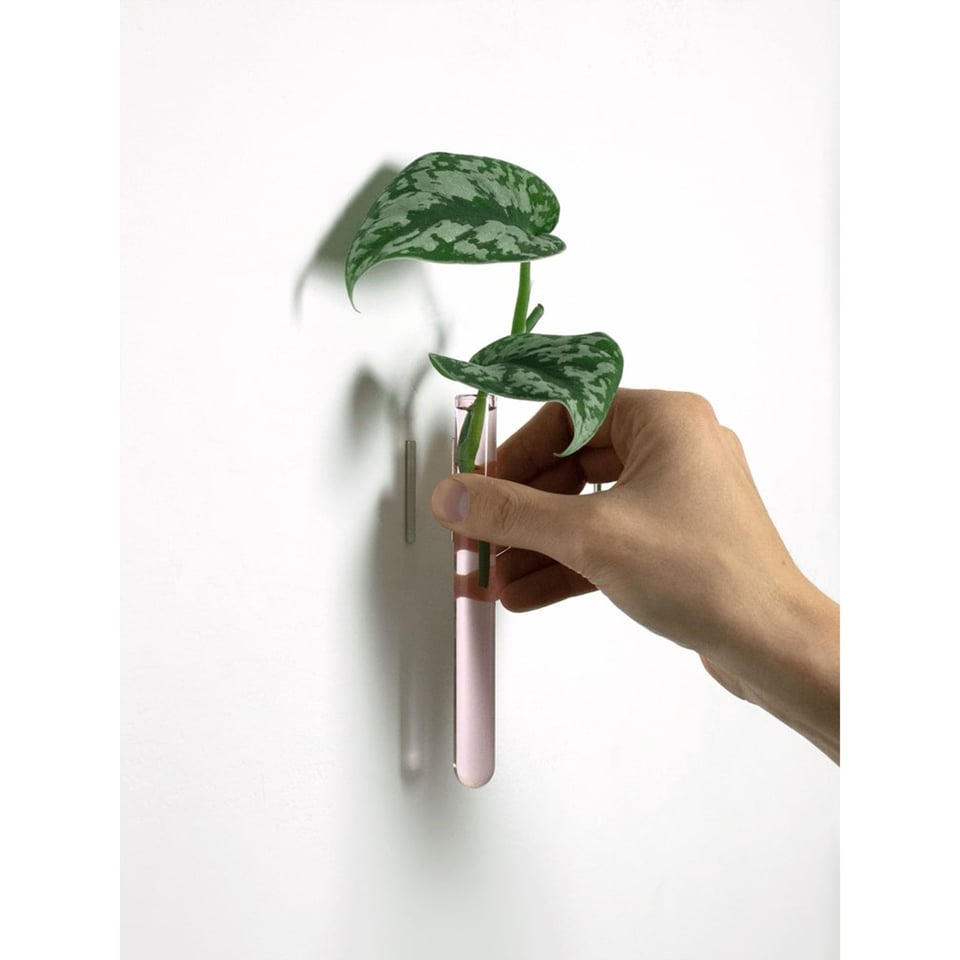 Muurbloempjes Plantenhanger Voor Stekjes Roze 6x