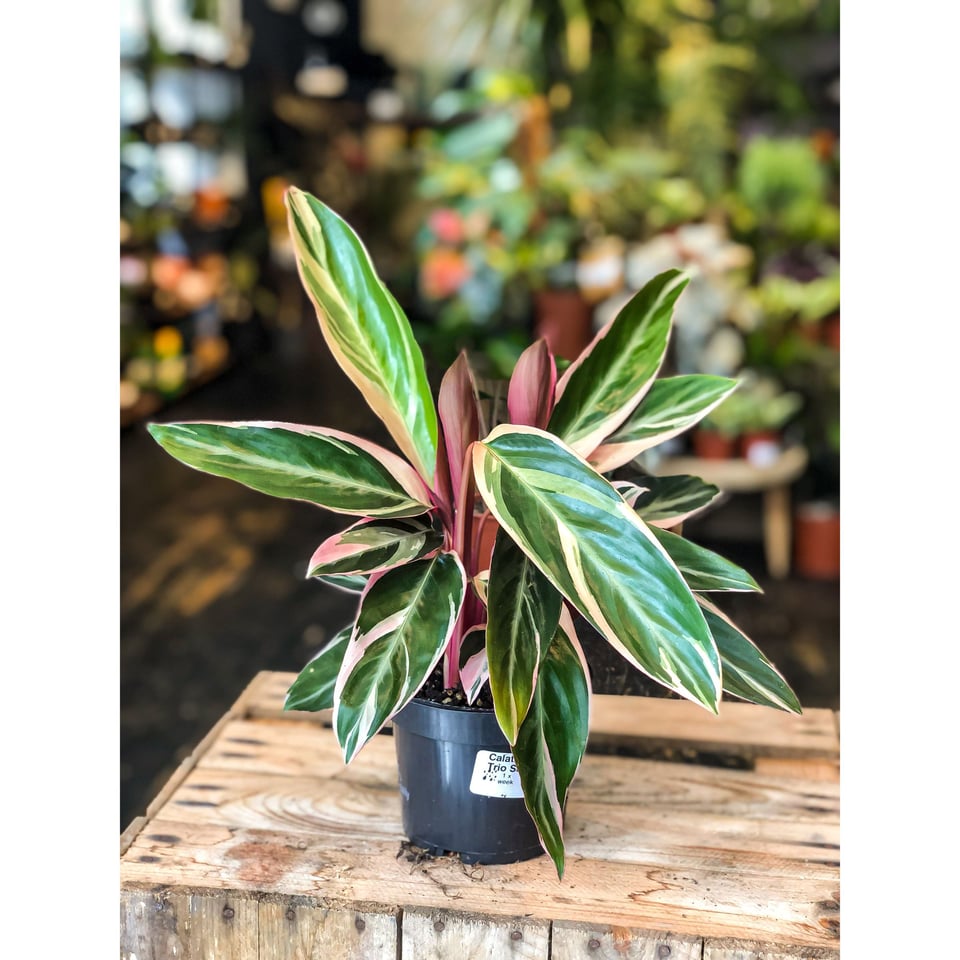 Stromanthe Sanguinea Triostar’