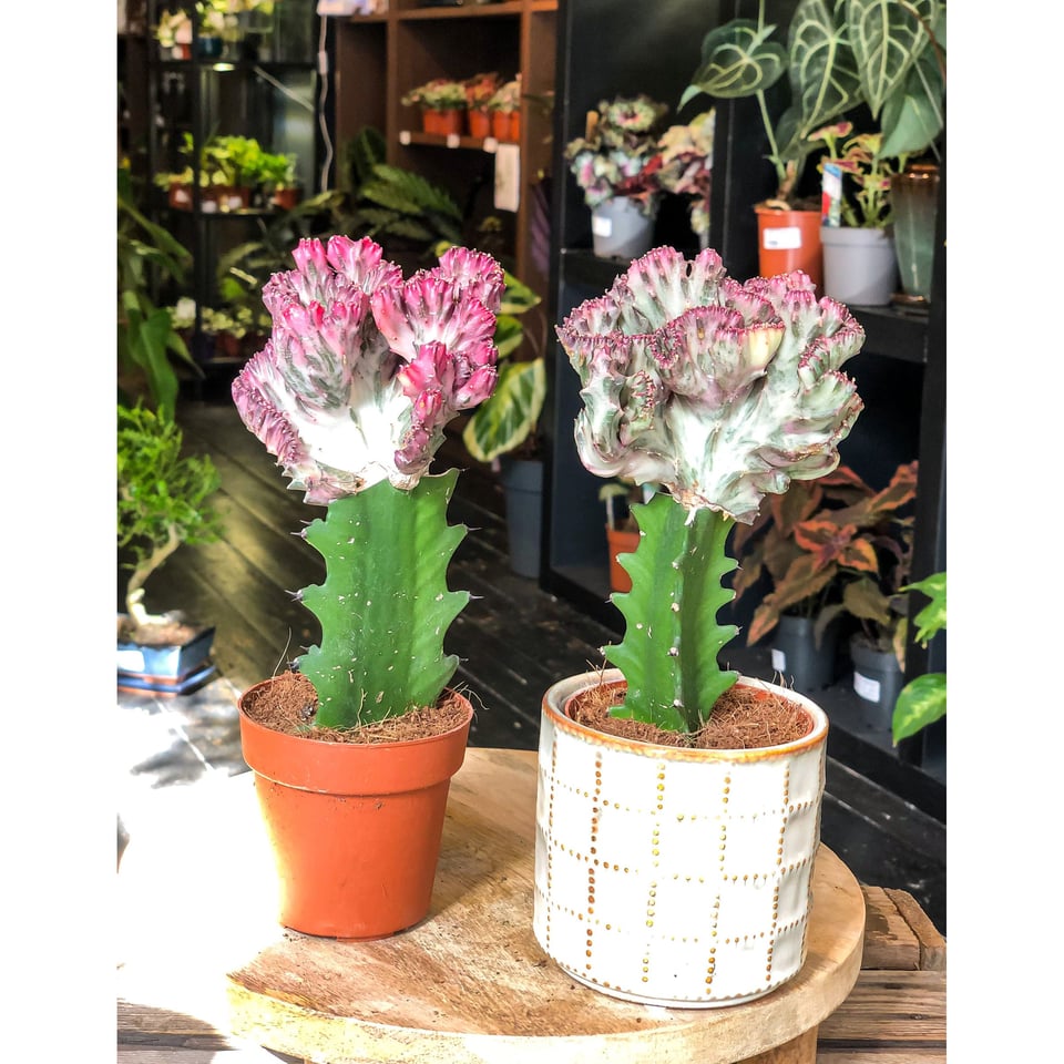 Euphorbia Lactea Cristata