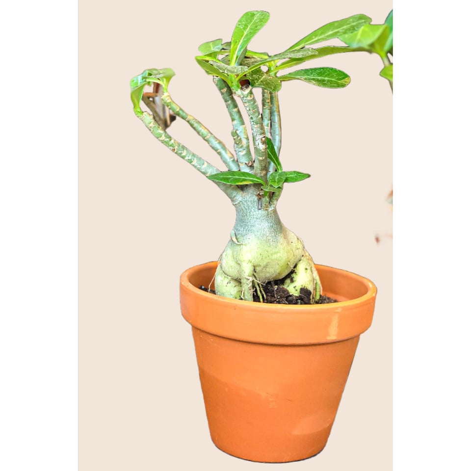 Adenium Obesum (Desert Rose)