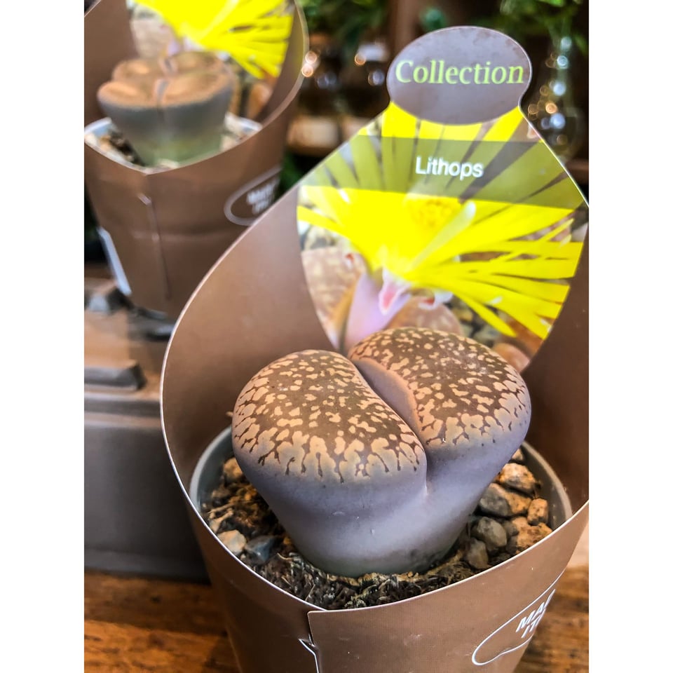 Lithops (living stone) - Multiceps