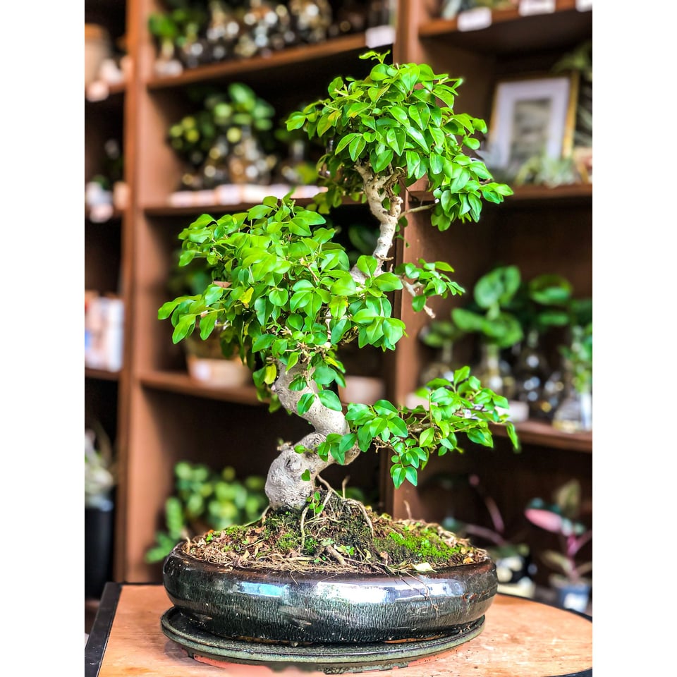 Ligustrum Bonsai (L)  Moyogi Style (S-shaped)
